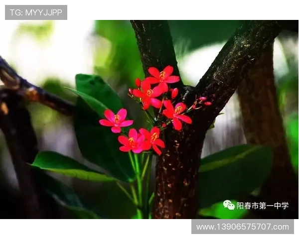 紫薇自信夺冠 柯林斯看高芙为关键 紫薇自信夺冠 柯林斯看高芙为关键